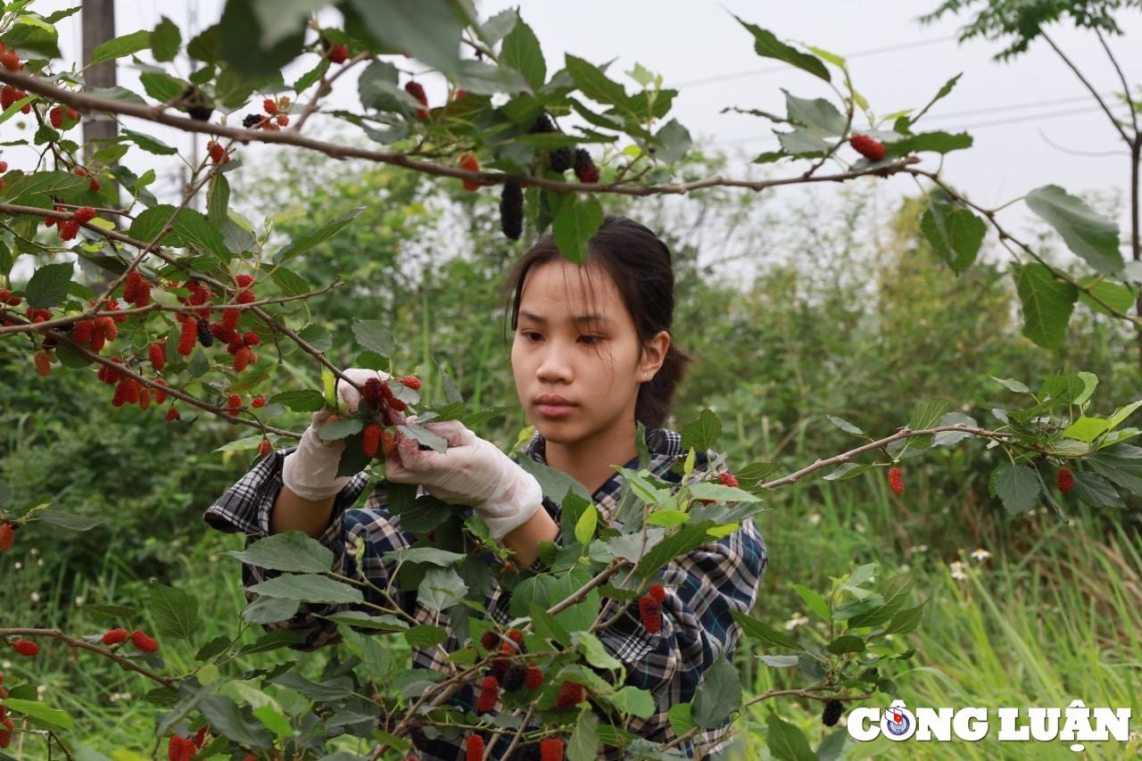 nguoi dan ngoai thanh ha noi tranh thu thu hoach dau tam cuoi vu hinh 3