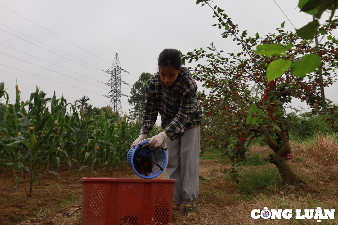 nguoi dan ngoai thanh ha noi tranh thu thu hoach dau tam cuoi vu hinh 5