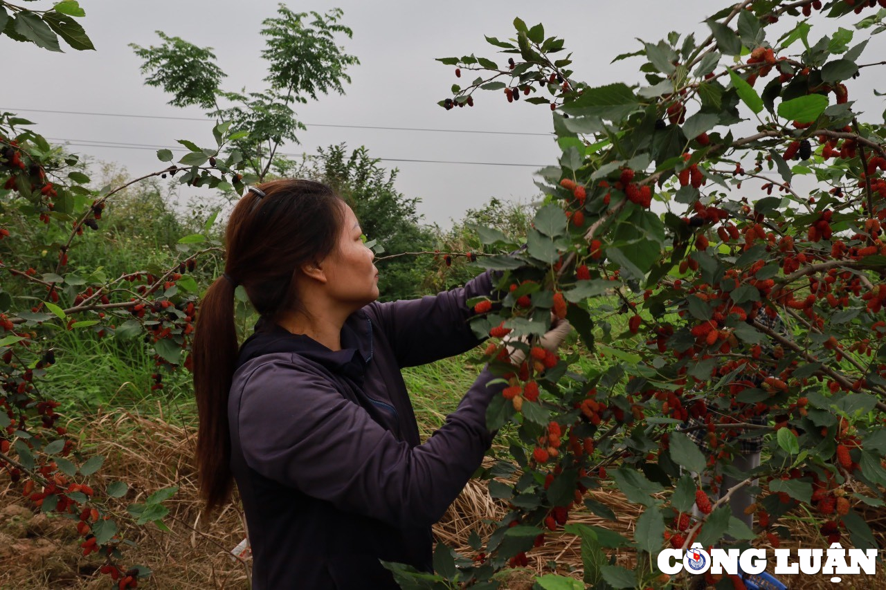 nguoi dan ngoai thanh ha noi tranh thu thu hoach dau tam cuoi vu hinh 7