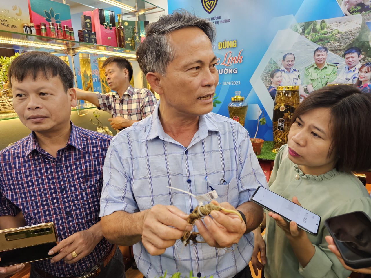 sam ngoc linh gia len loi ngay tai chinh thu phu kon tum nhan dien sao cho dung hinh 3