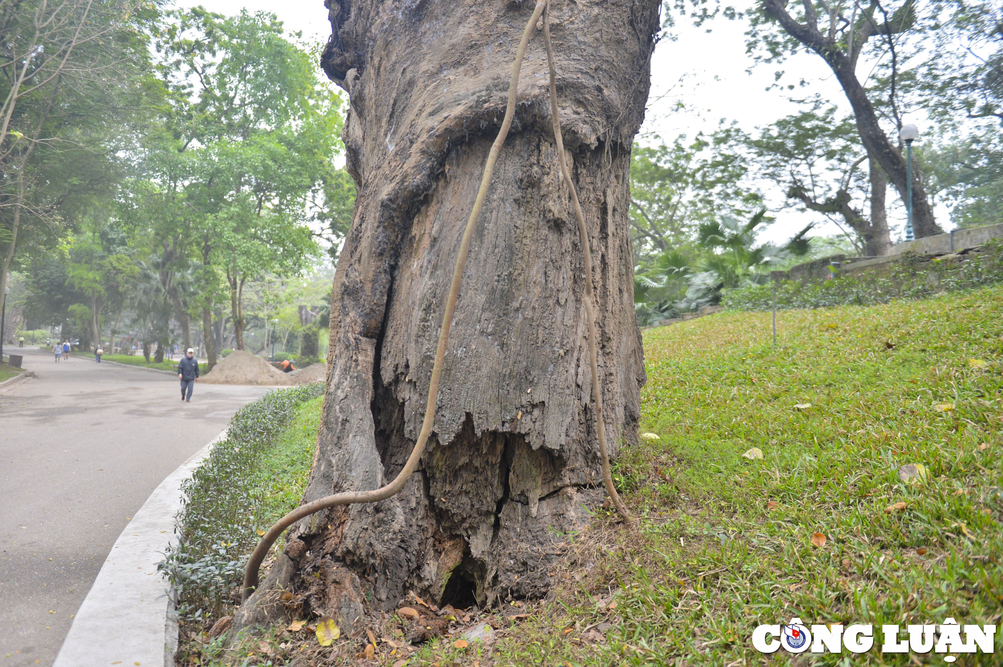 ha noi nhieu cay co thu hon 100 tuoi chet kho o cong vien bach thao hinh 3