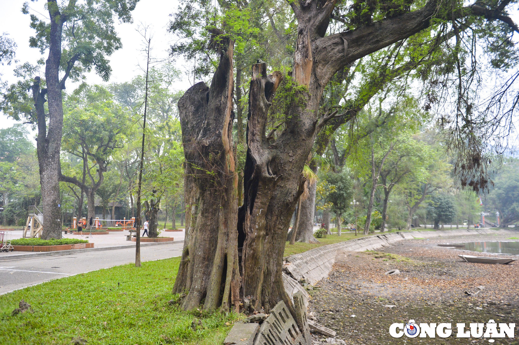 ha noi nhieu cay co thu hon 100 tuoi chet kho o cong vien bach thao hinh 6