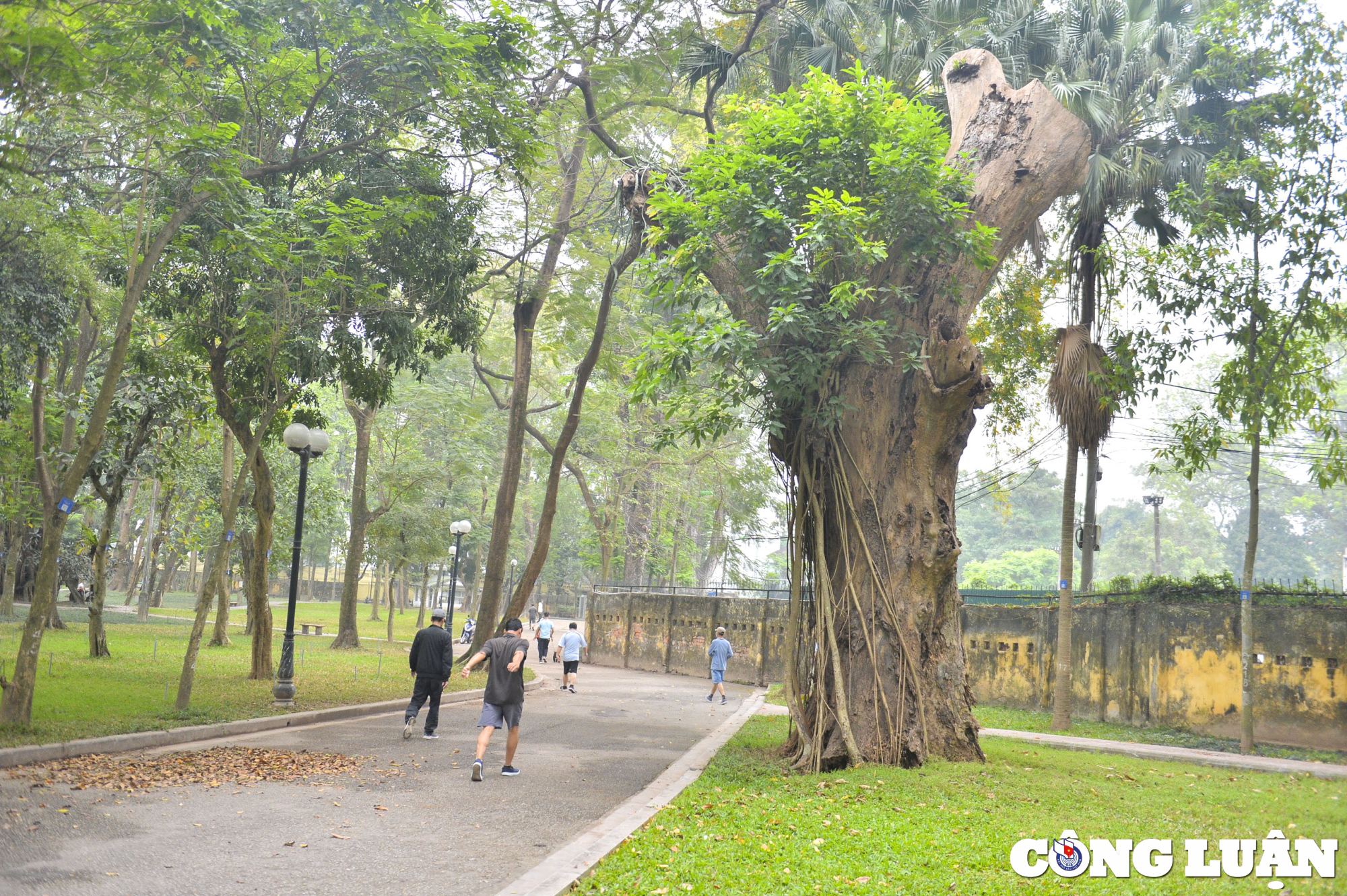 ha noi nhieu cay co thu hon 100 tuoi chet kho o cong vien bach thao hinh 11