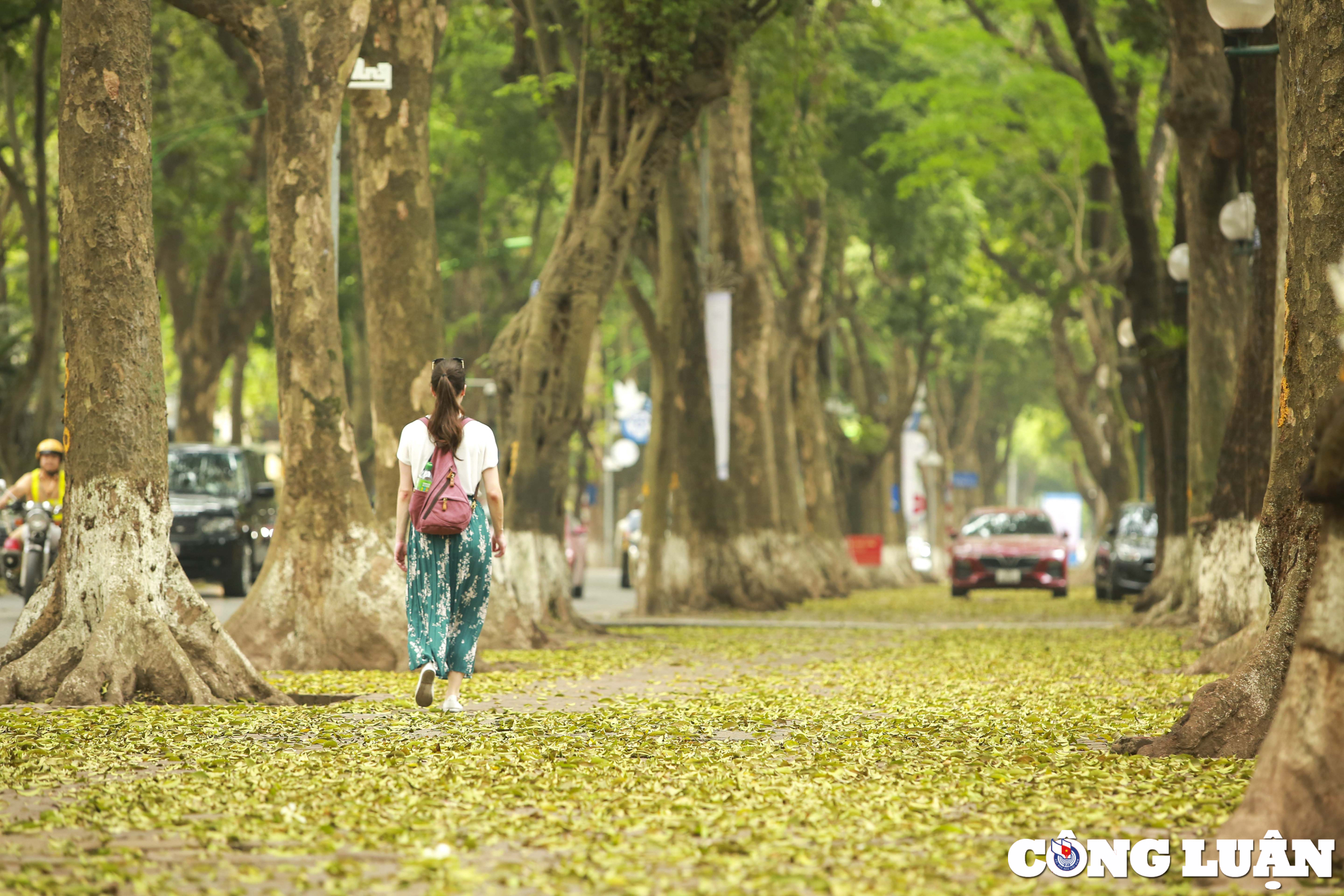 mua cay thay la trai tham vang tren con duong lang man nhat ha noi hinh 1