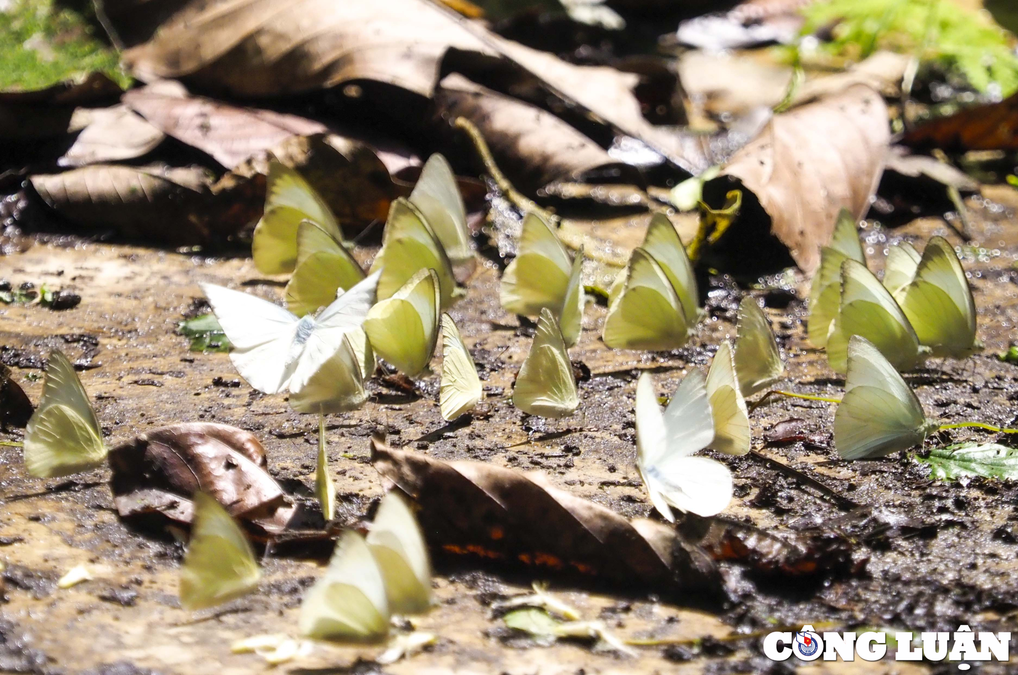 hang van canh buom du sac mau phu khap vuon quoc gia cuc phuong hinh 13