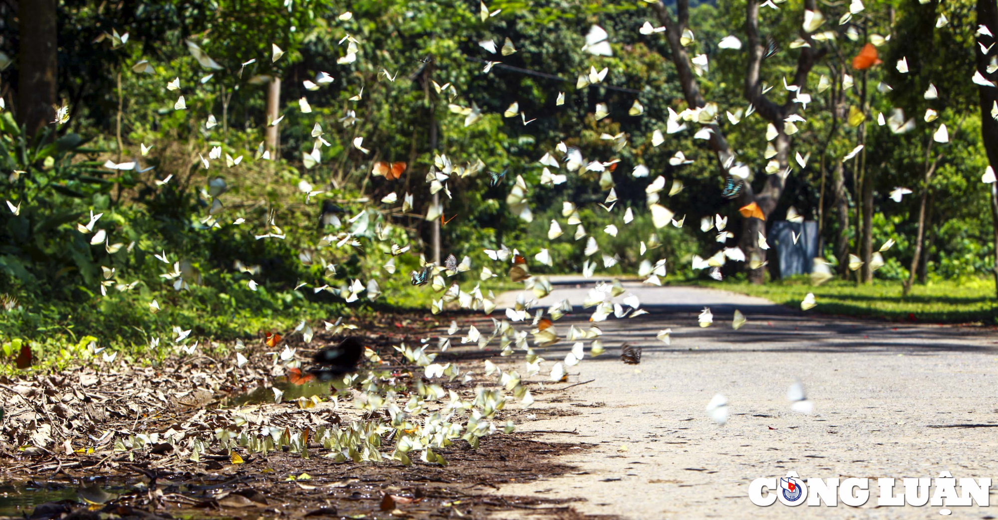 hang van canh buom du sac mau phu khap vuon quoc gia cuc phuong hinh 1