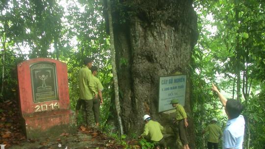 Cây nghiến nghìn tuổi ở Cốc Ly được công nhận là cây Di sản Việt Nam năm 2014.