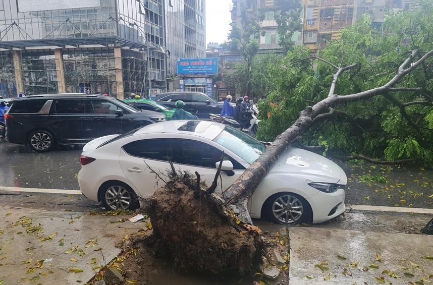 ha noi nom nop noi lo cay xanh gay do mua mua bao hinh 2