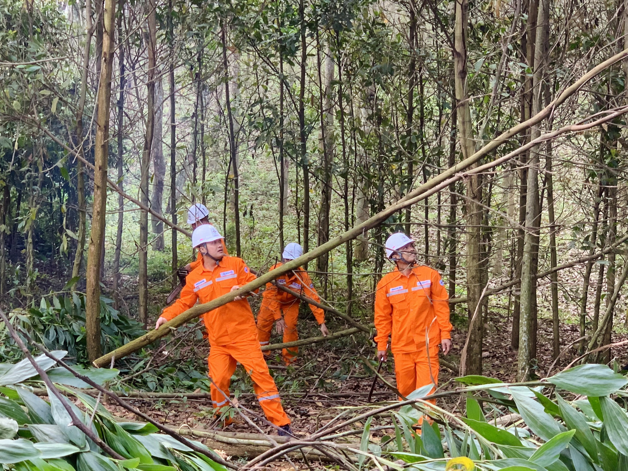 bao dam hanh lang an toan luoi dien tren dia ban tinh thanh hoa hieu qua khong chi den tu no luc cua nganh dien hinh 1