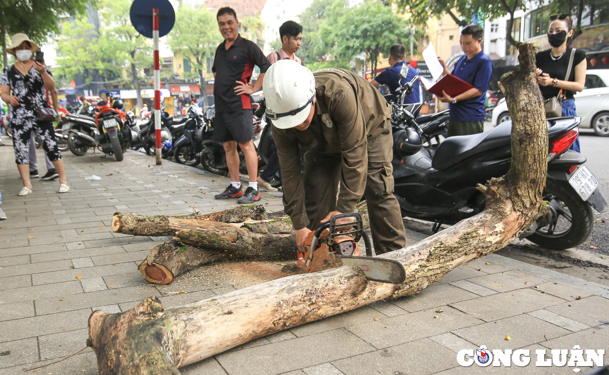 ha noi 3 cay sua do quy hiem da chet kho bi chat ha ben ho guom hinh 5