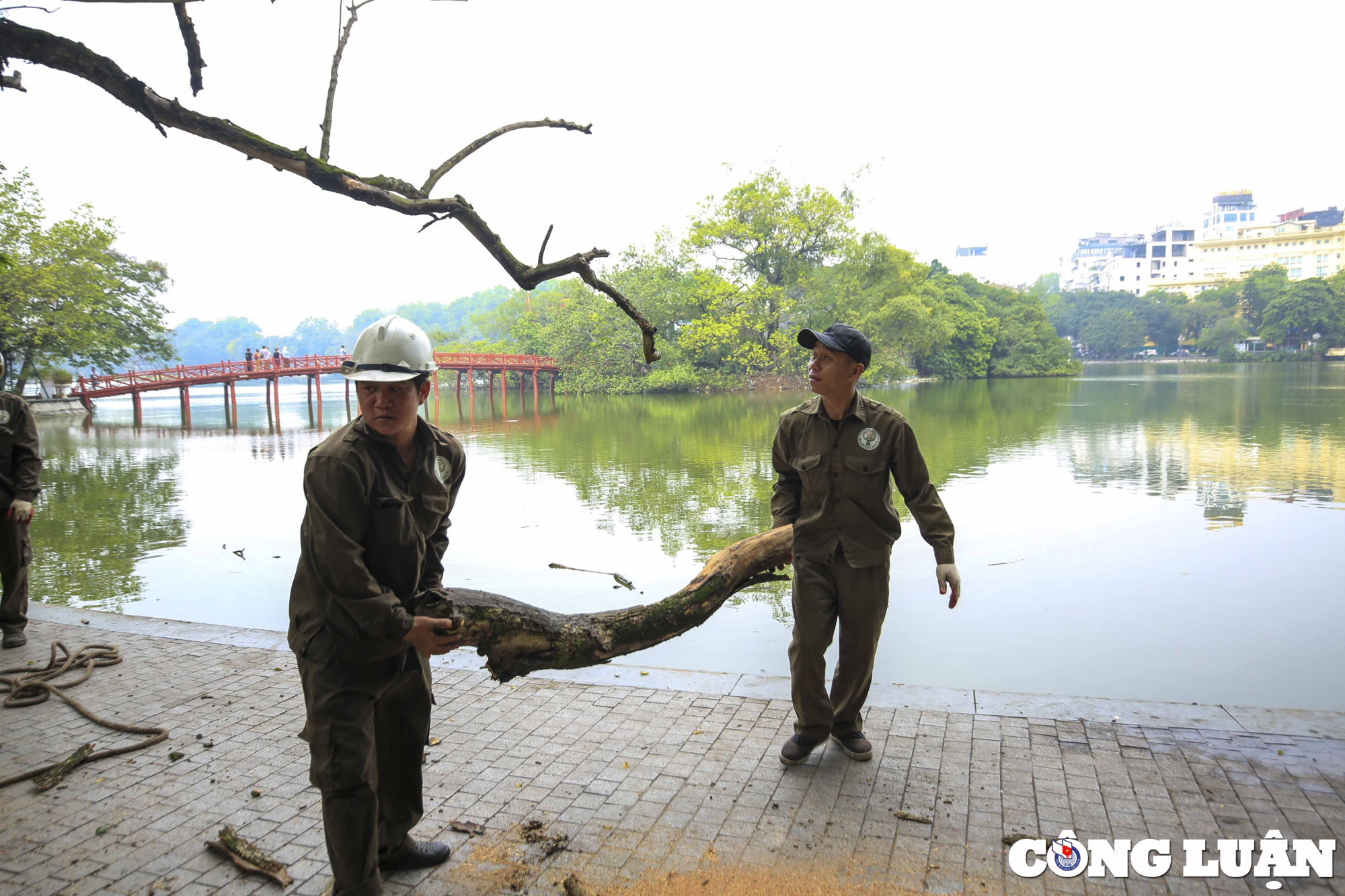 ha noi 3 cay sua do quy hiem da chet kho bi chat ha ben ho guom hinh 4