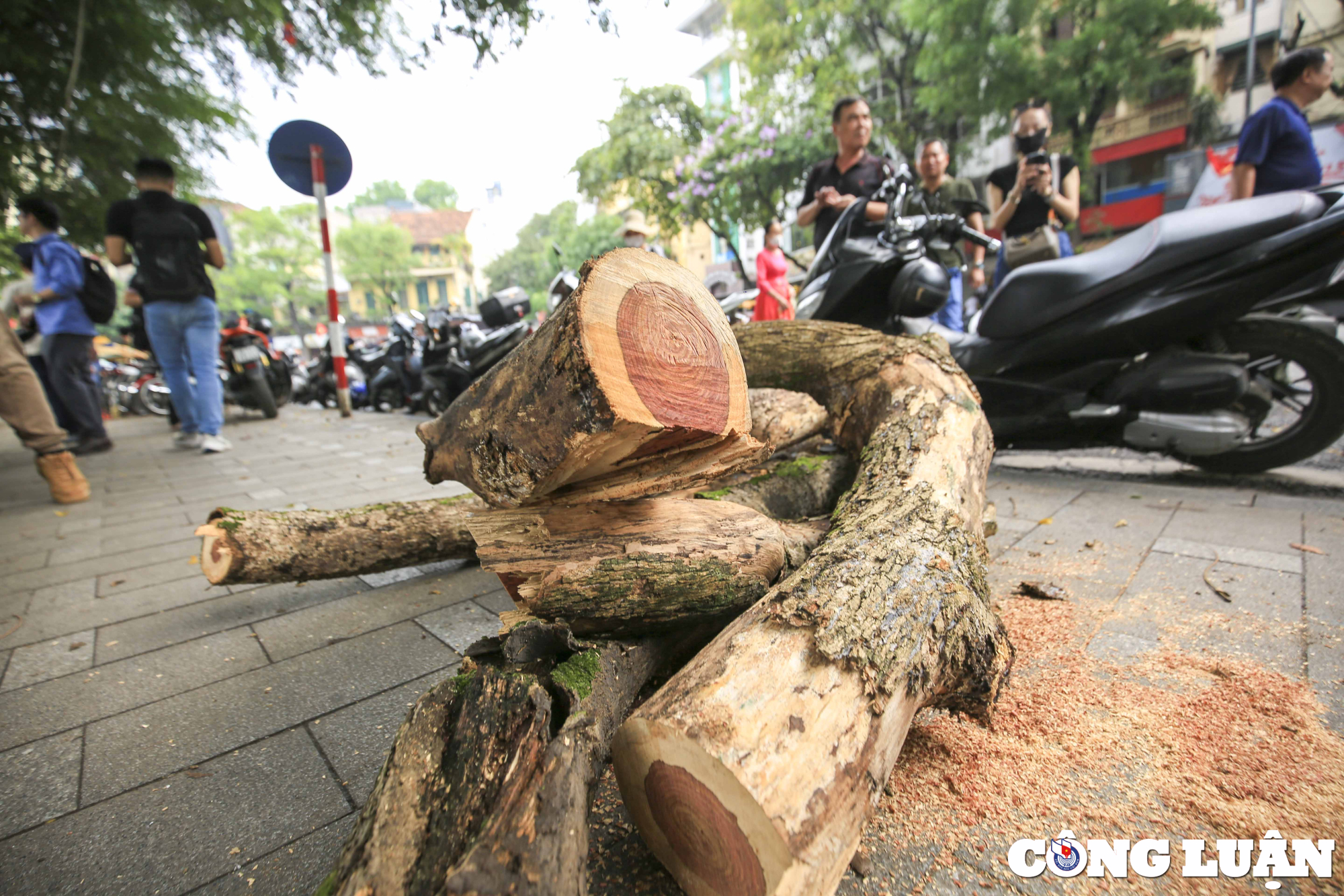 ha noi 3 cay sua do quy hiem da chet kho bi chat ha ben ho guom hinh 6