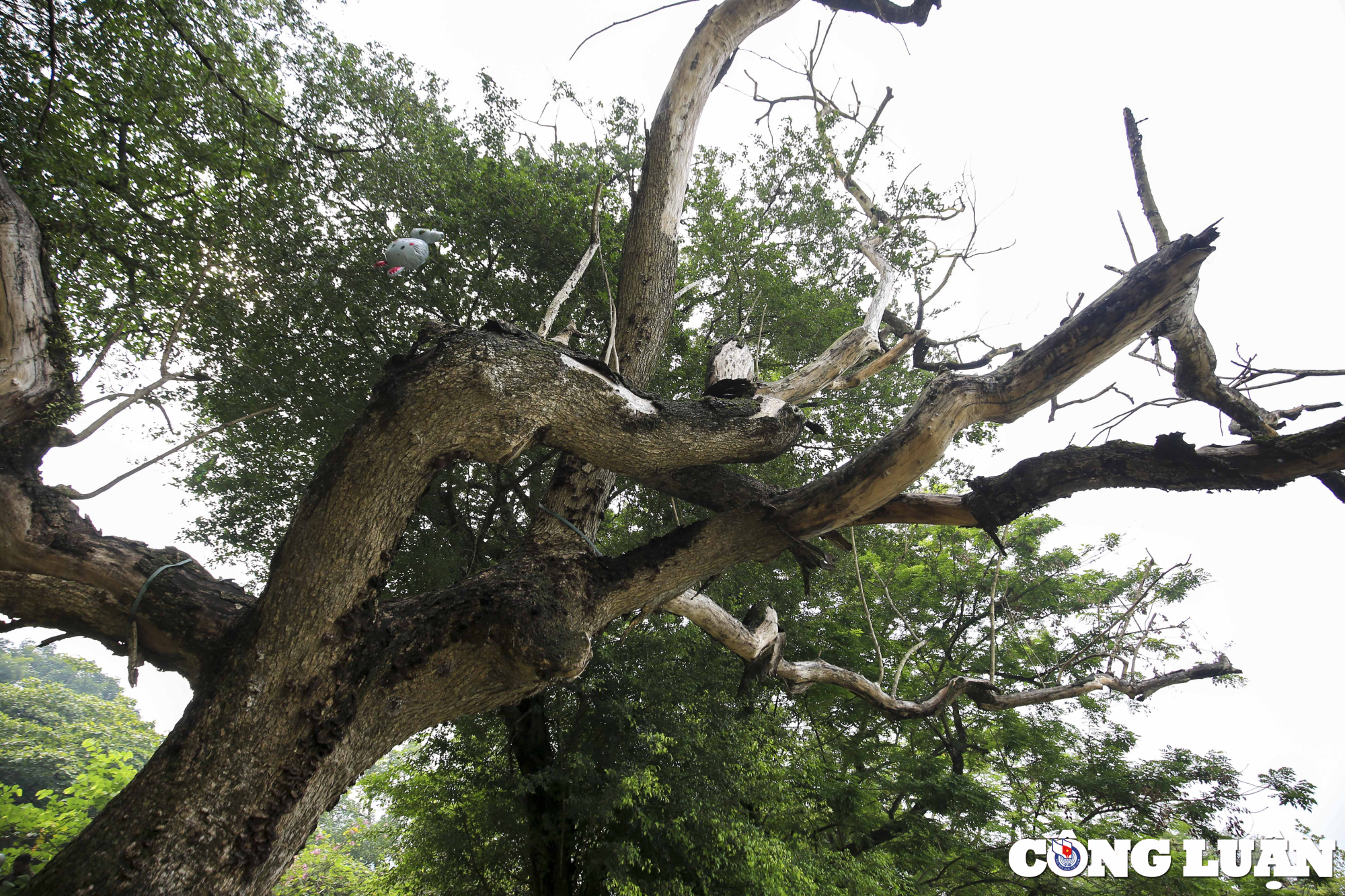 ha noi 3 cay sua do quy hiem da chet kho bi chat ha ben ho guom hinh 2