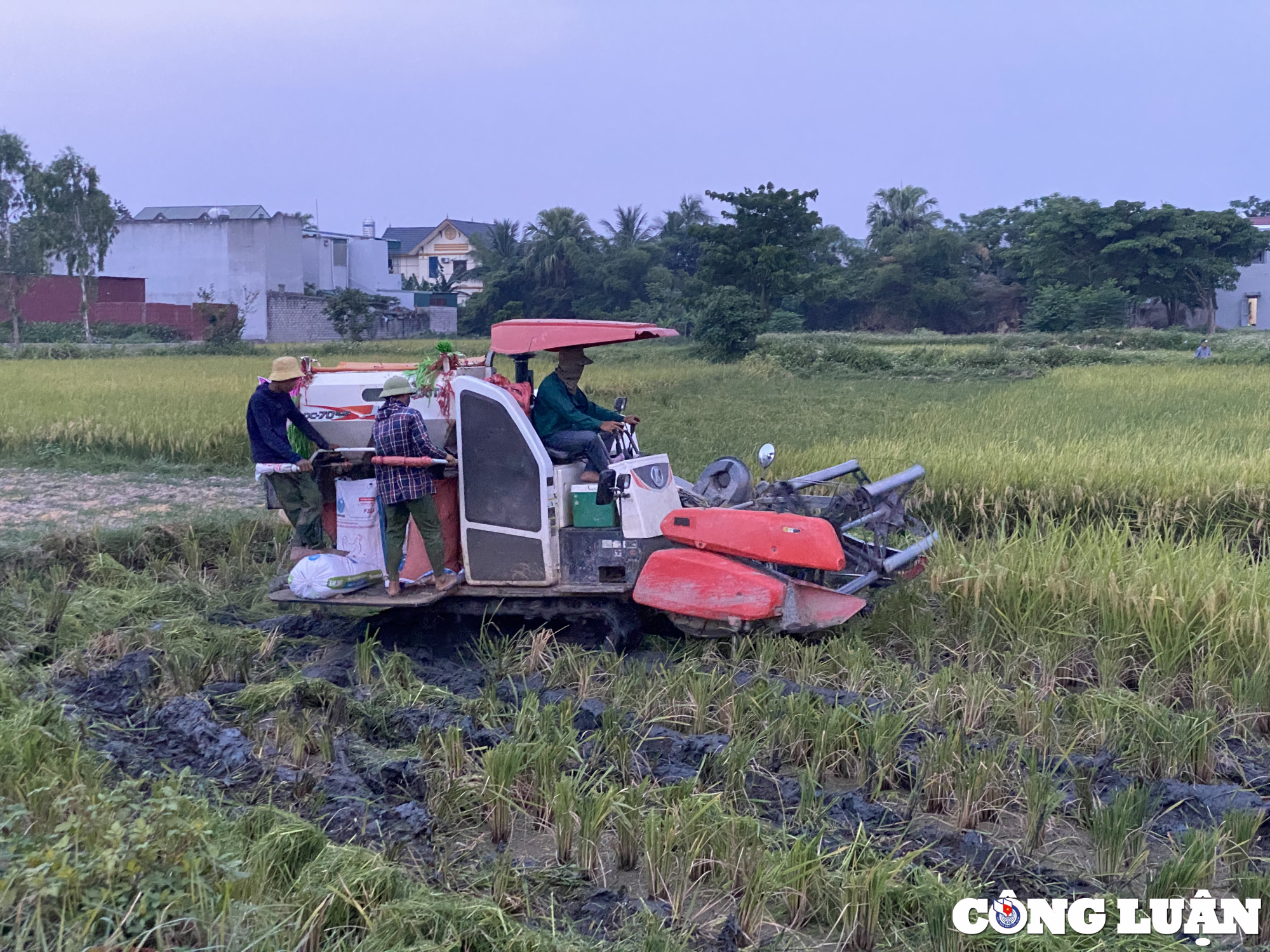 tranh nang nong nhieu nong dan ra dong gat lua khi chieu muon hinh 1