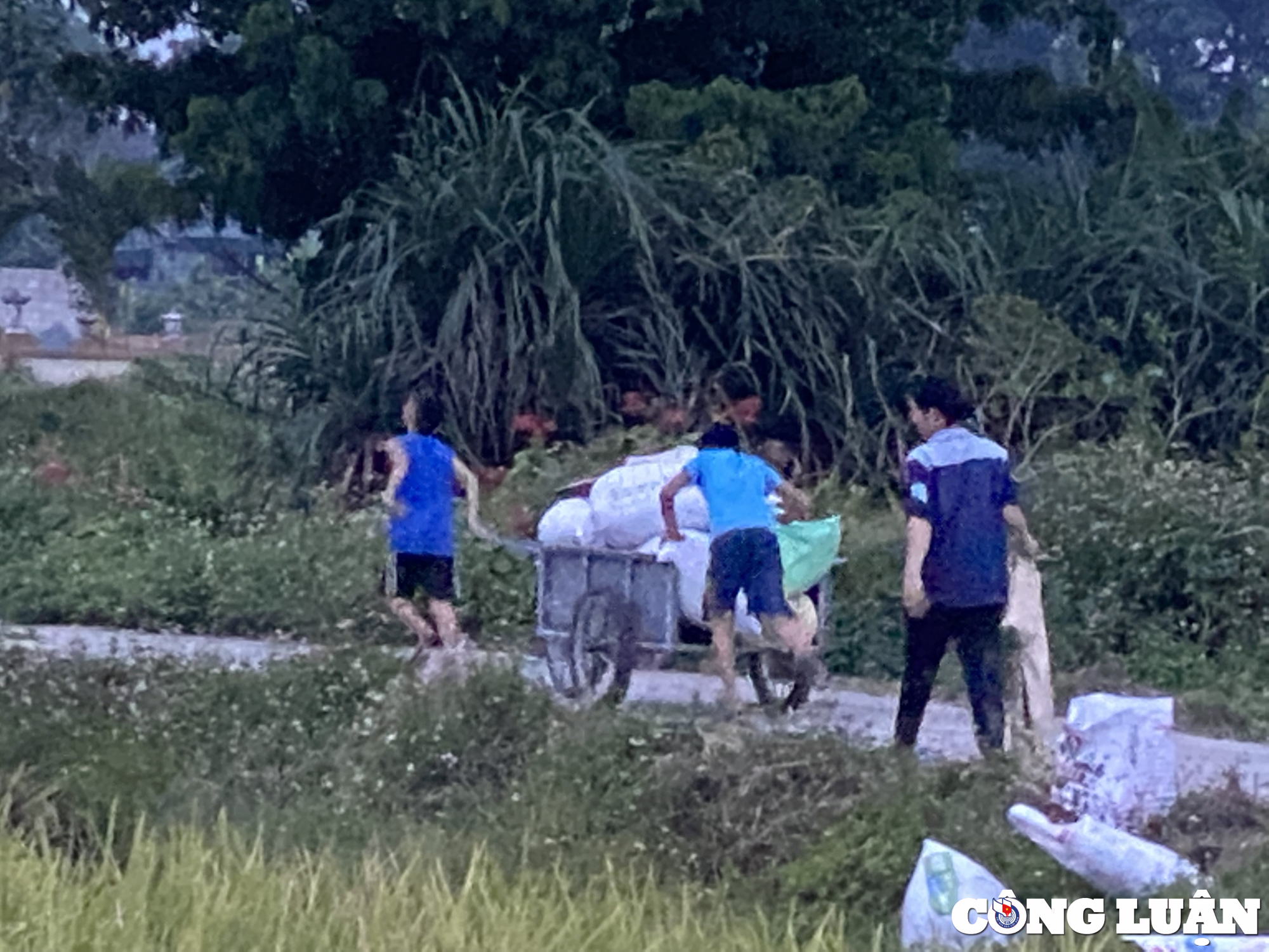 tranh nang nong nhieu nong dan ra dong gat lua khi chieu muon hinh 2