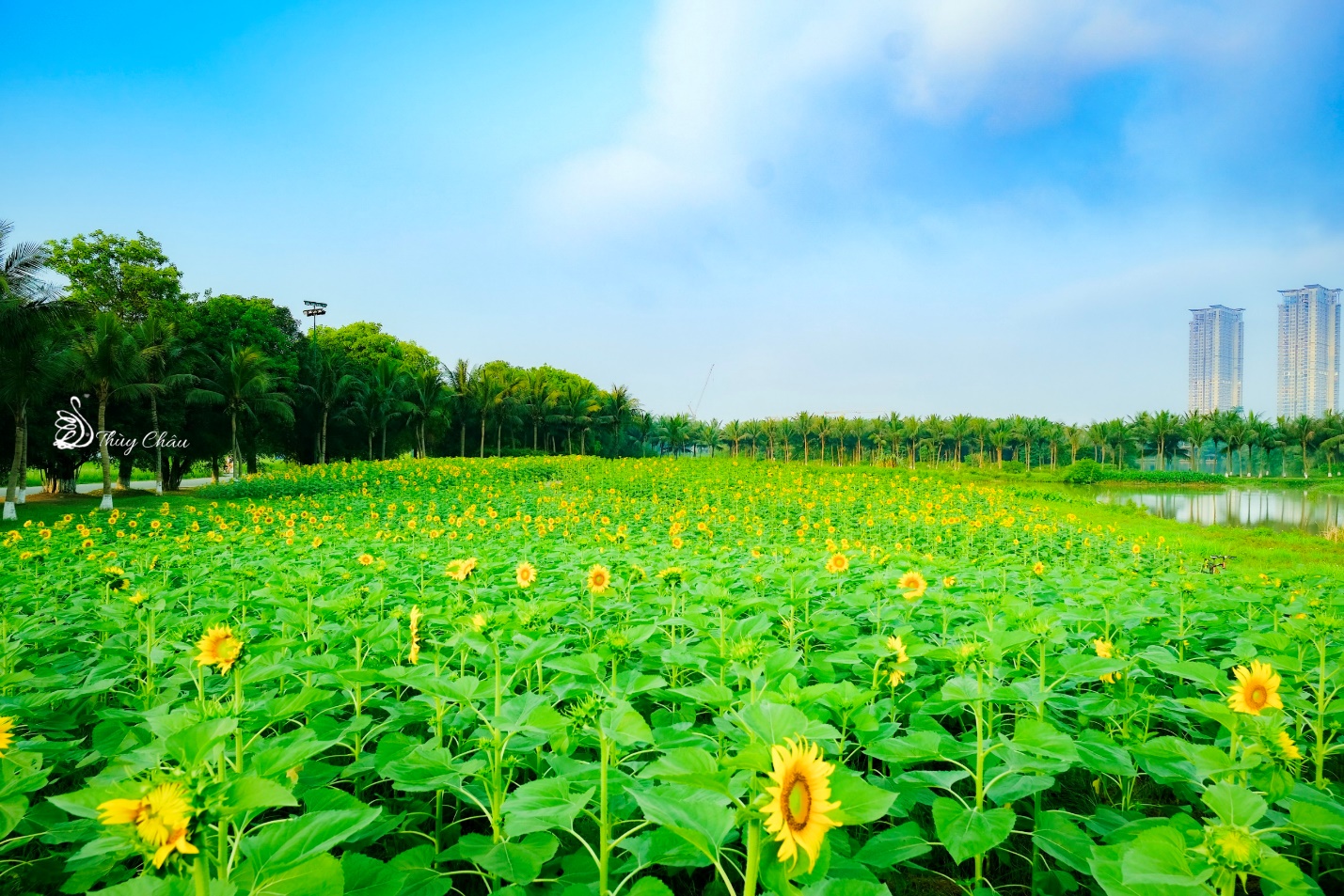 ecopark noi co gio chua lanh cho nguoi truong thanh va thien nhien hanh phuc cho tre nho hinh 4