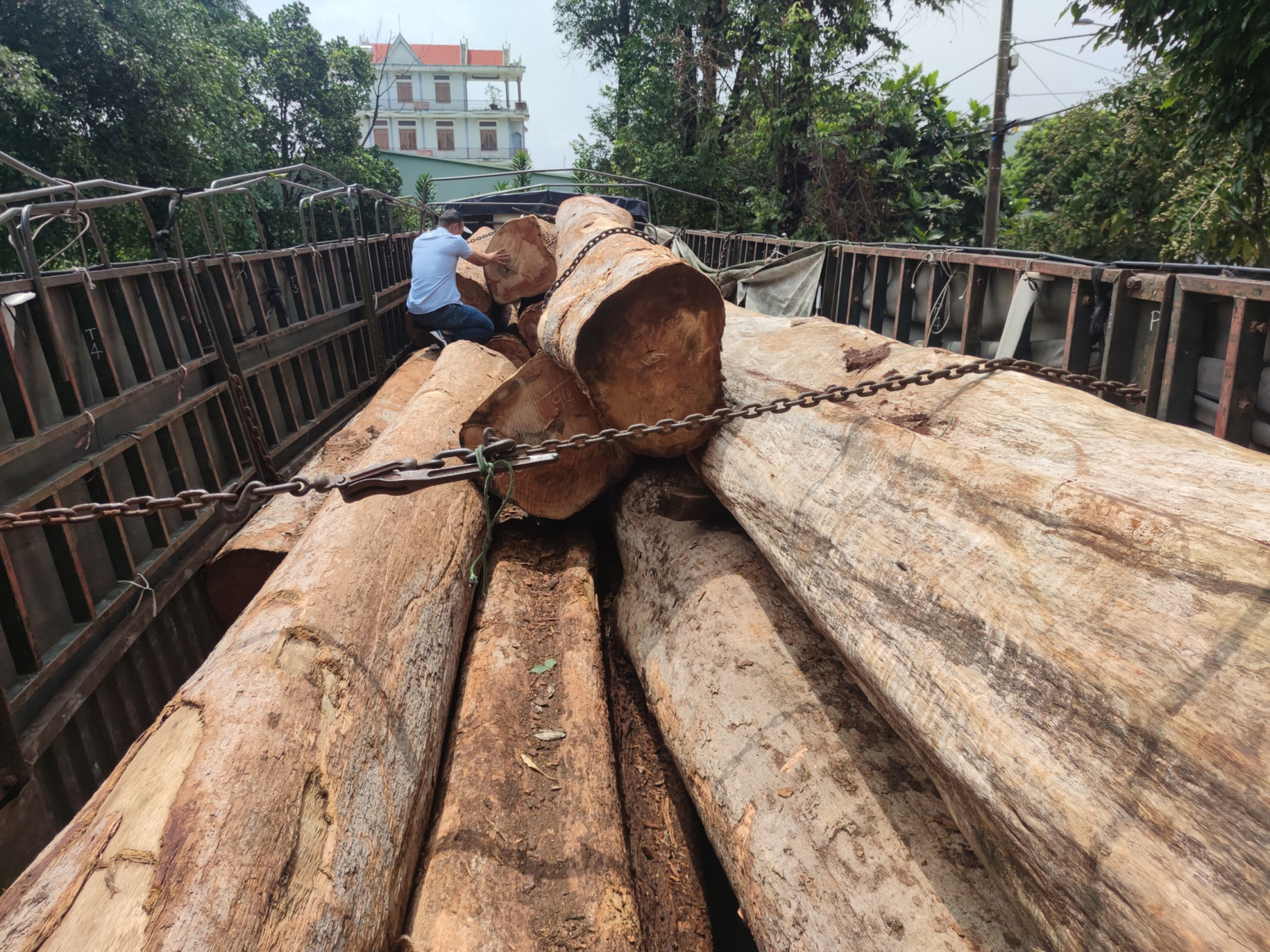 vu van chuyen go lau quy mo lon o gia lai khoi to vu an bat giu nhieu doi tuong hinh 2