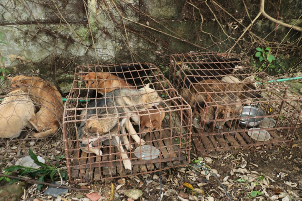 bat o nhom trom cho voi nhieu doi tuong nghien ma tuy o nghe an hinh 3