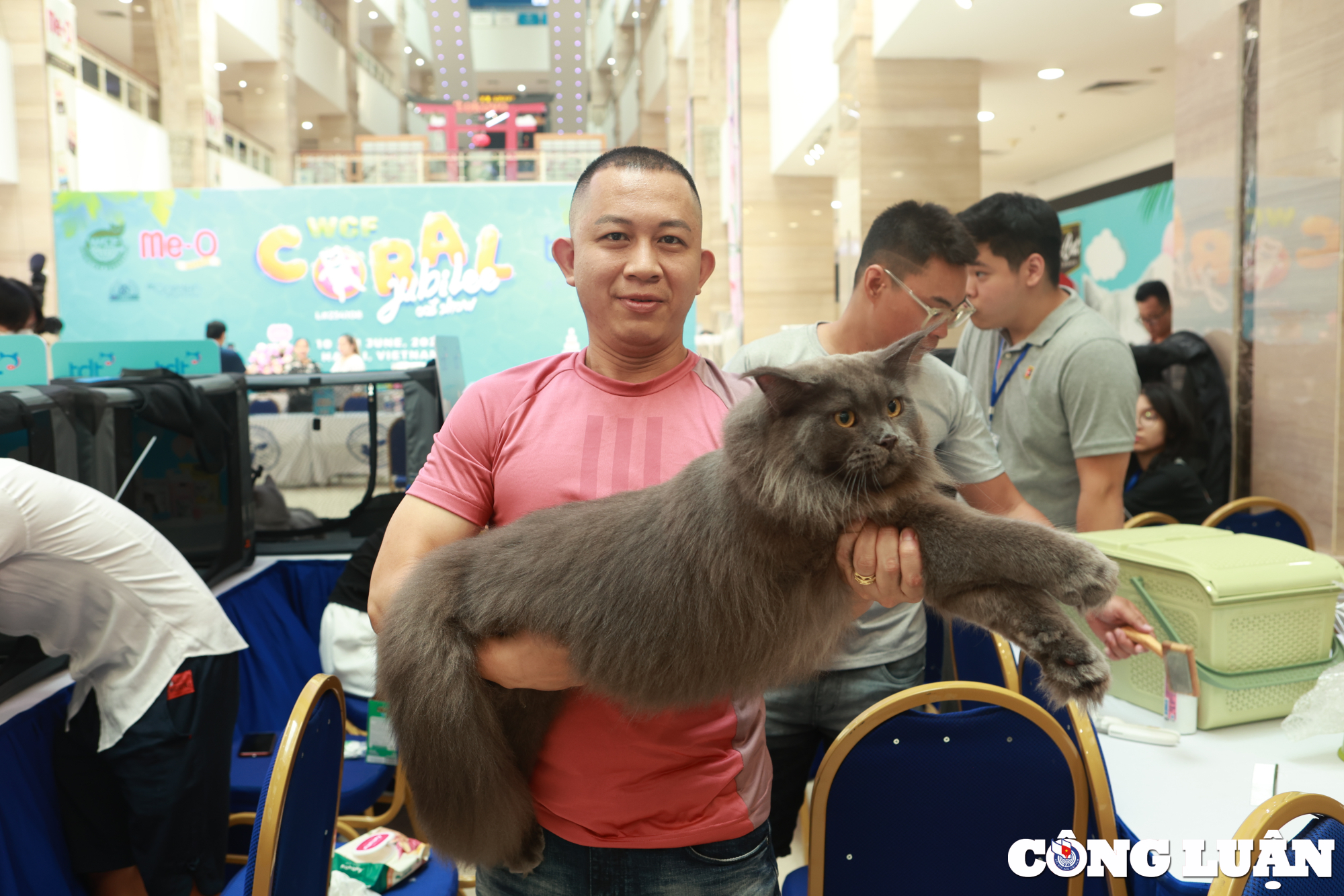 khi meo thi nhan sac tai wcf coral jubilee cat show 2023 hinh 9