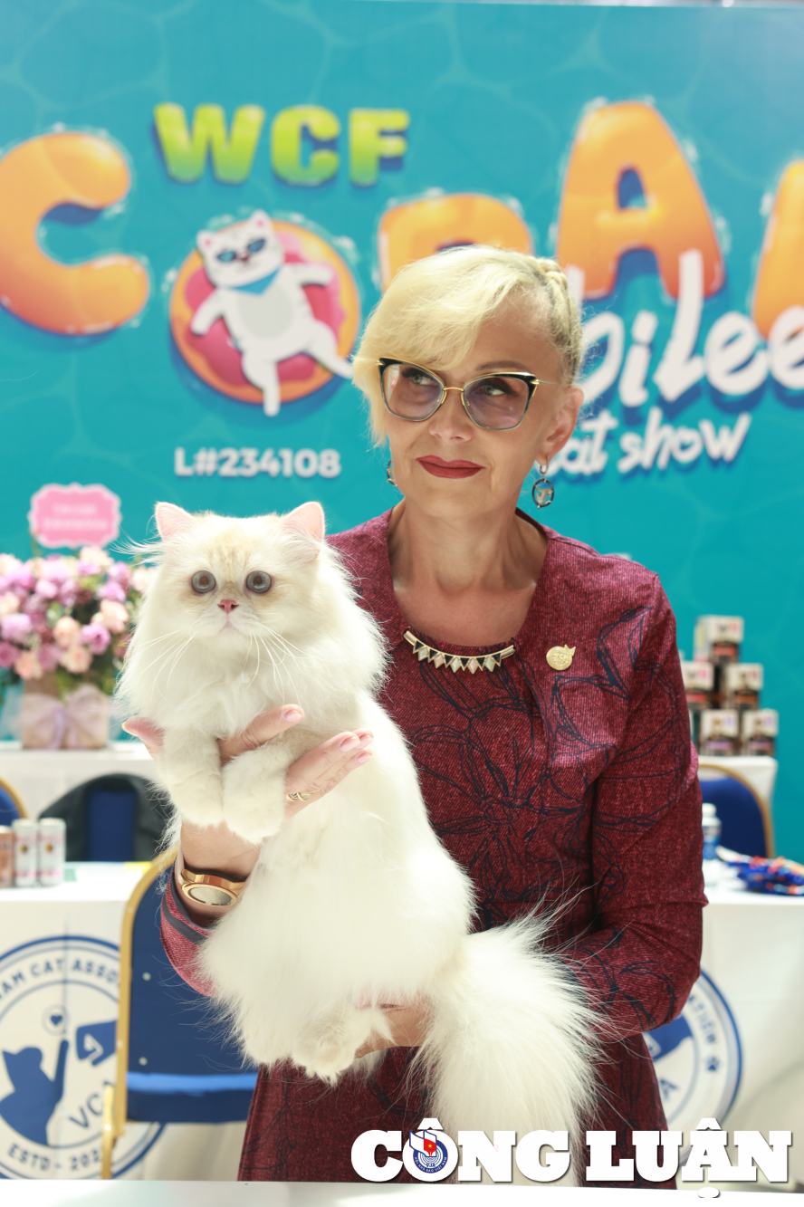 khi meo thi nhan sac tai wcf coral jubilee cat show 2023 hinh 14