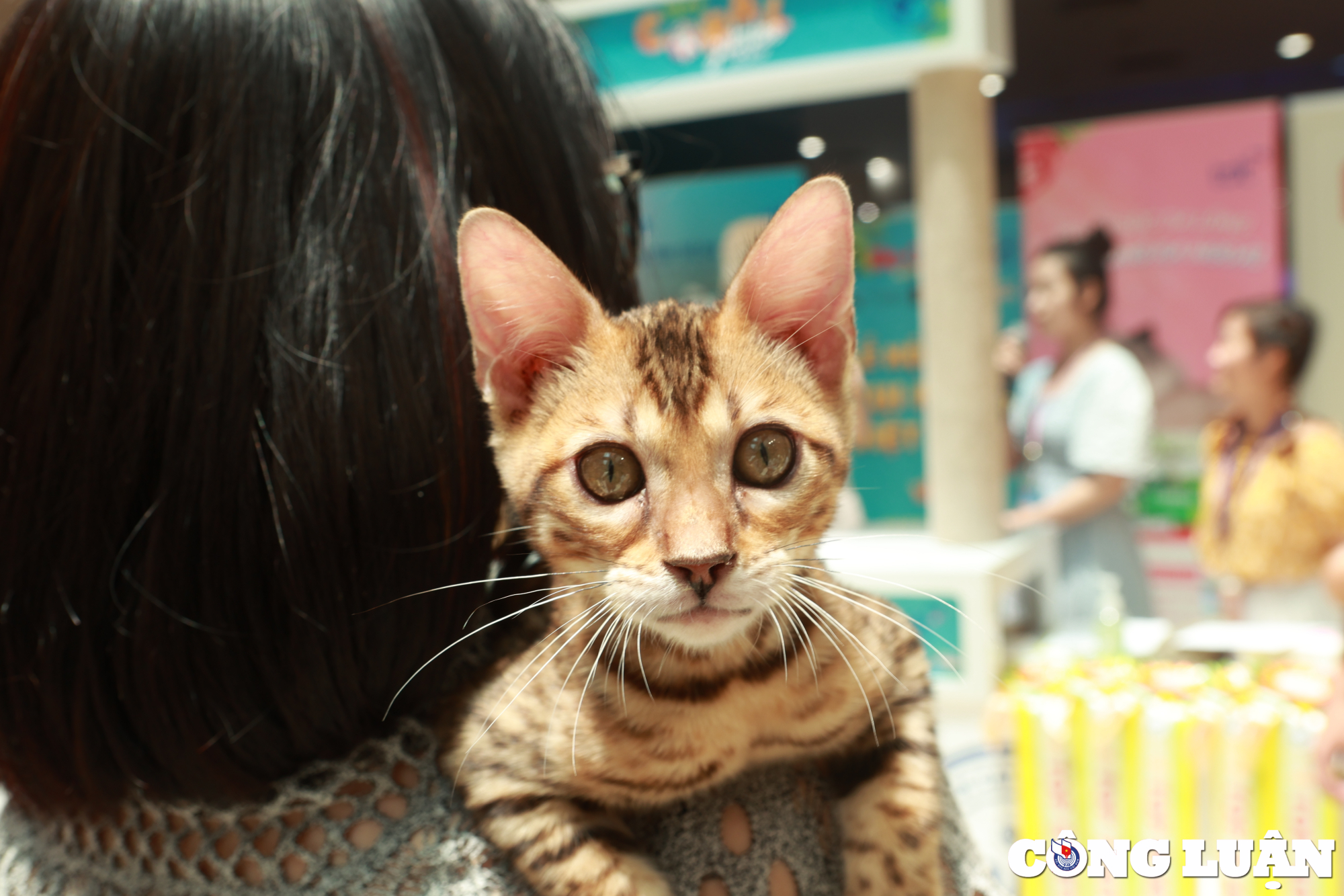 khi meo thi nhan sac tai wcf coral jubilee cat show 2023 hinh 15