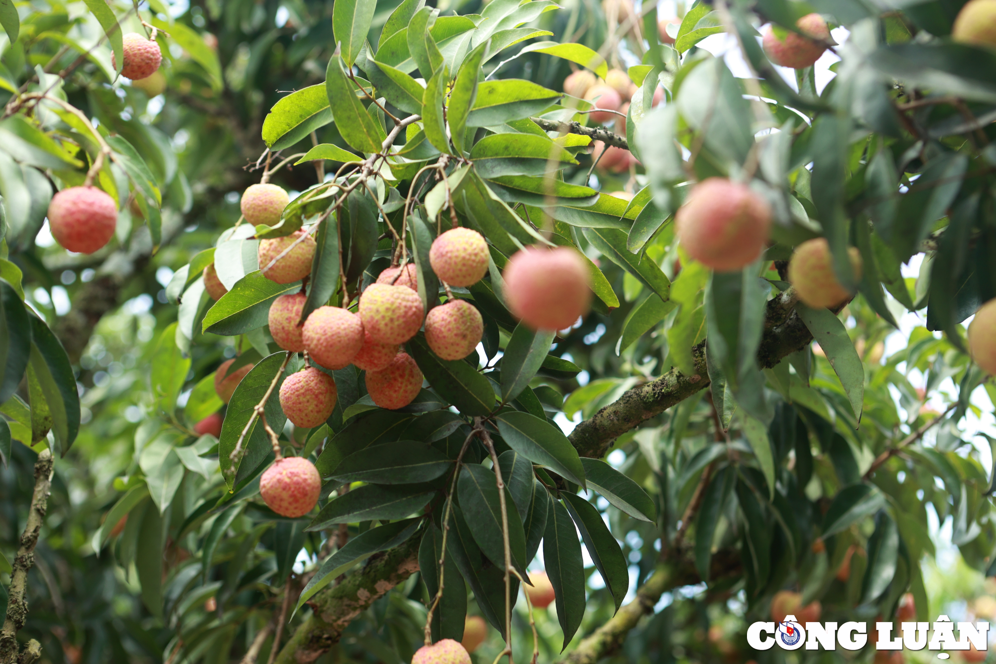 Những cây vải tổ sai trĩu quả.