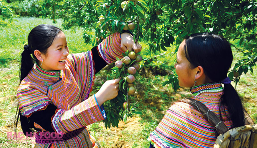 lao cai giap tet doan ngo man dac san tam hoa bac ha dang duoc ban gia cao hinh 1