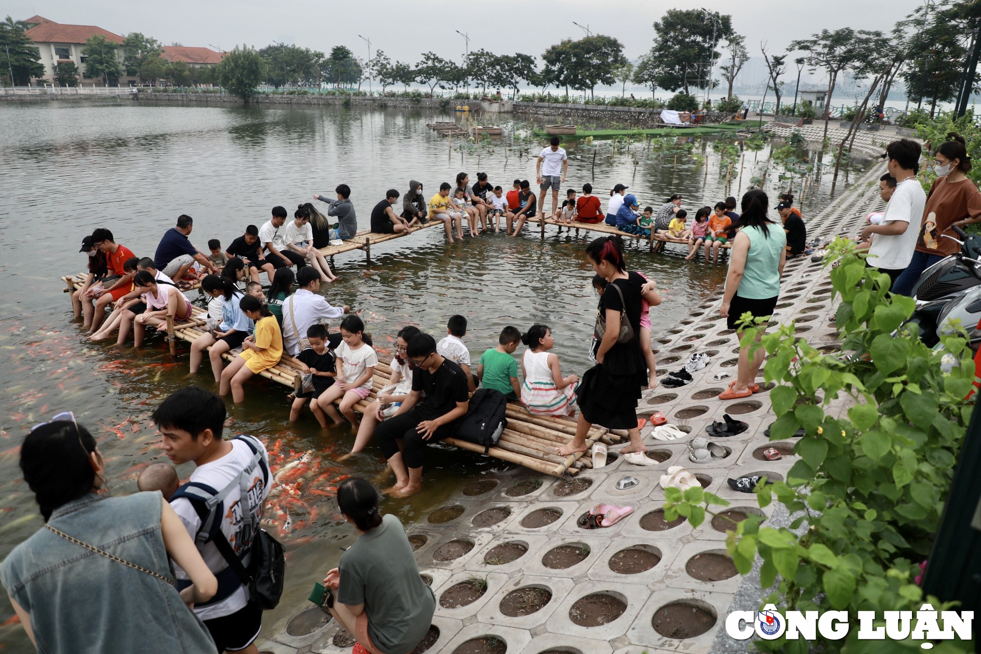 gioi tre ha noi thich thu vui dua voi hang nghin chu ca koi tuyet dep o ho tay hinh 11