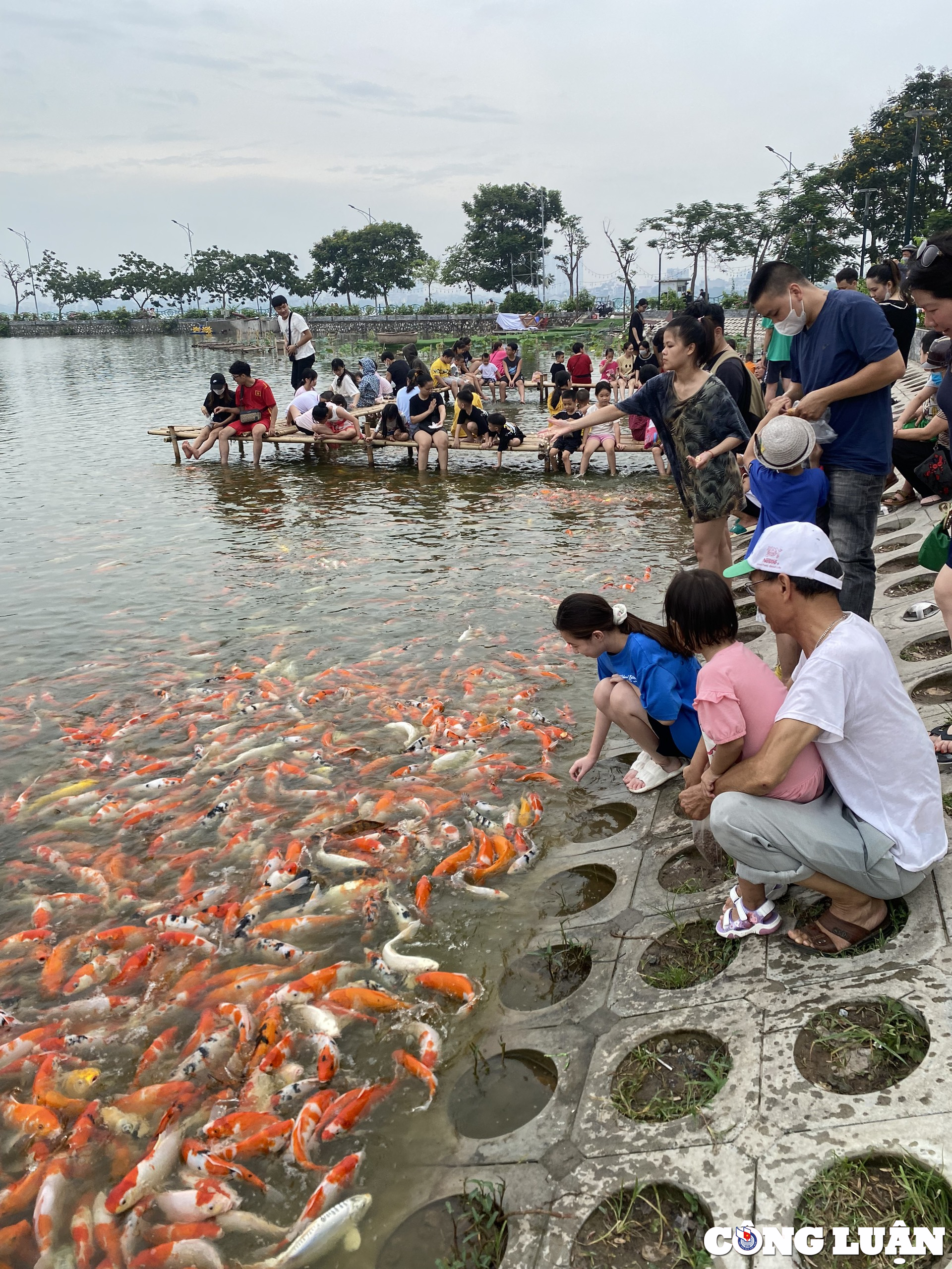 gioi tre ha noi thich thu vui dua voi hang nghin chu ca koi tuyet dep o ho tay hinh 10