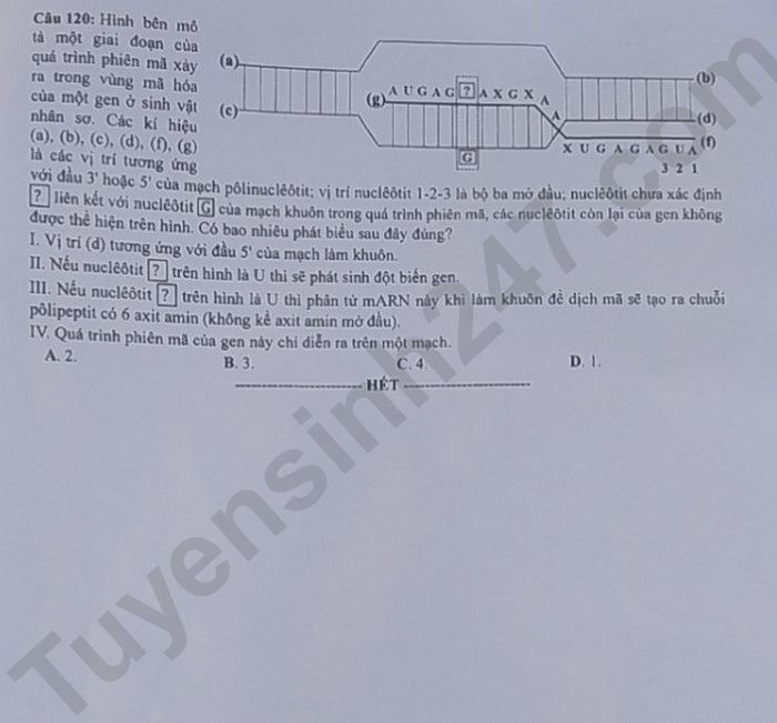 de thi tot nghiep thpt 2023 mon sinh hoc ma de 205 hinh 6