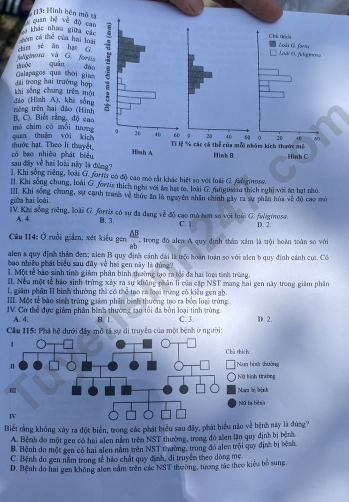 de thi tot nghiep thpt 2023 mon sinh hoc ma de 206 hinh 4