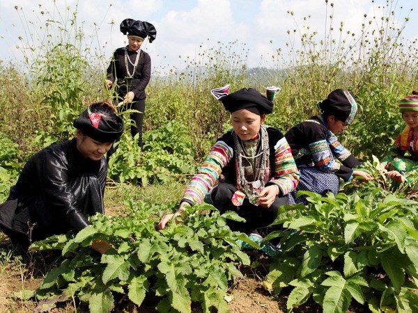 bai bo quy dinh phan bo cho uy ban dan toc khong qua 17 tong so von cua tieu du an hinh 1