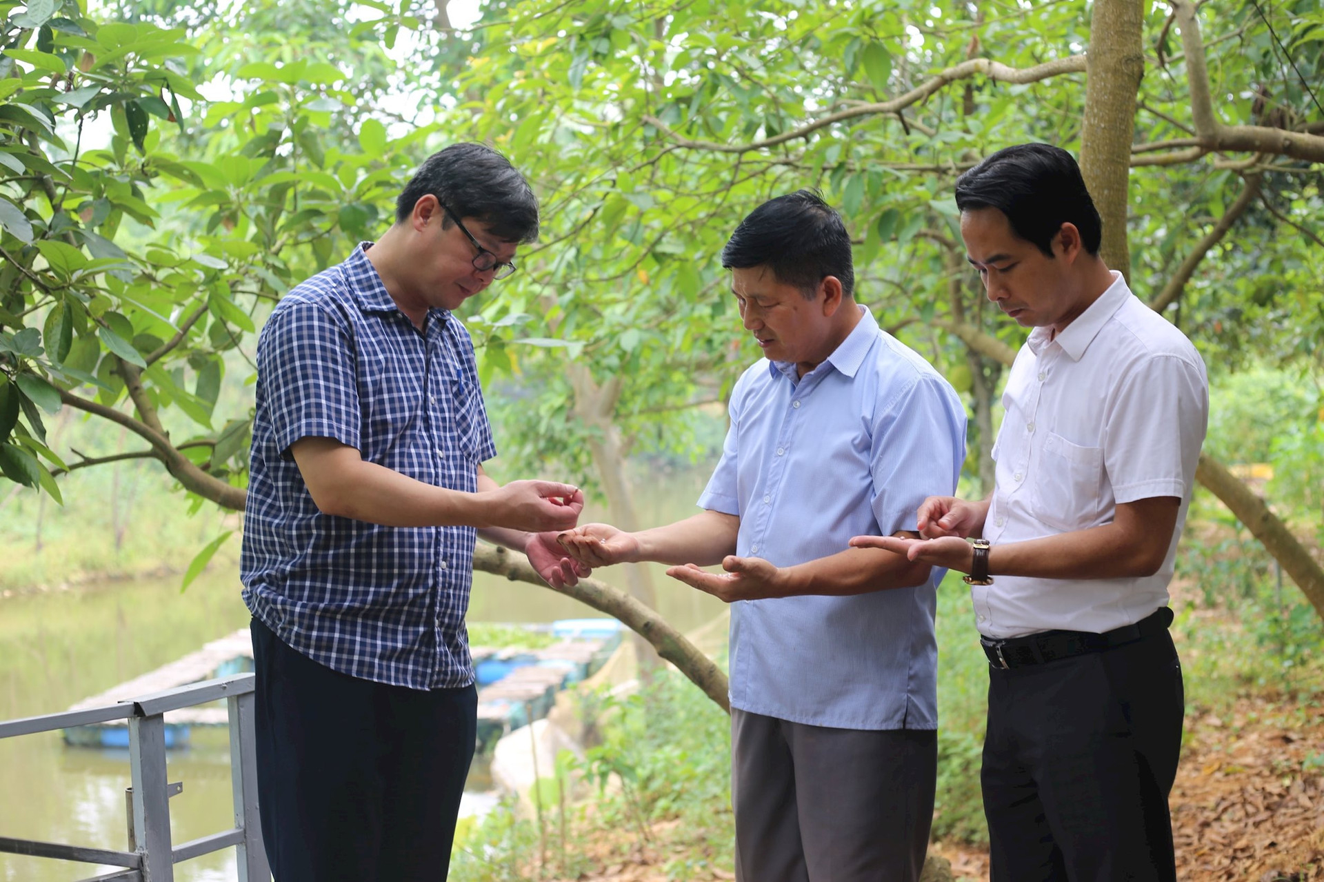 nuoi trai ngoc nuoc ngot gan voi phuc vu du lich sinh thai o son tay hinh 1