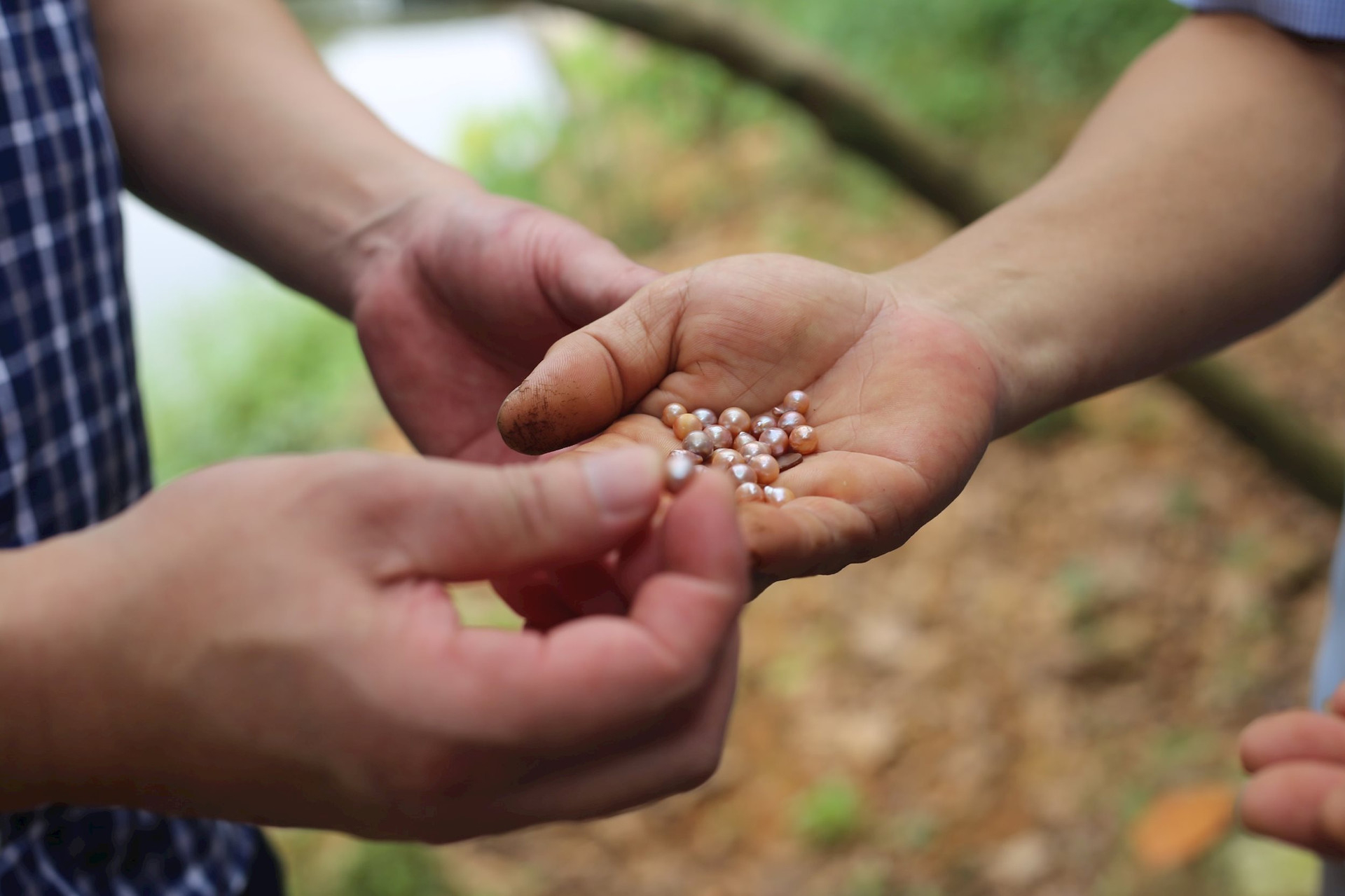 nuoi trai ngoc nuoc ngot gan voi phuc vu du lich sinh thai o son tay hinh 2