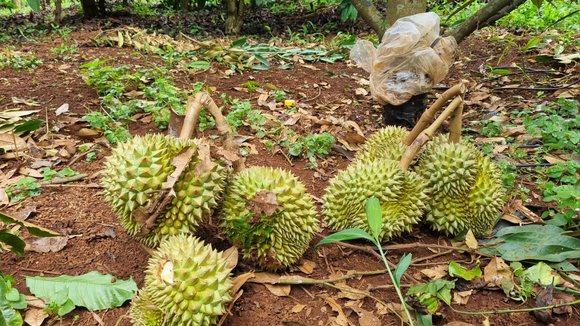 gia lai vuon sau rieng cua bi thu xa bi pha hoai thiet hai uoc tinh 100 trieu dong hinh 2