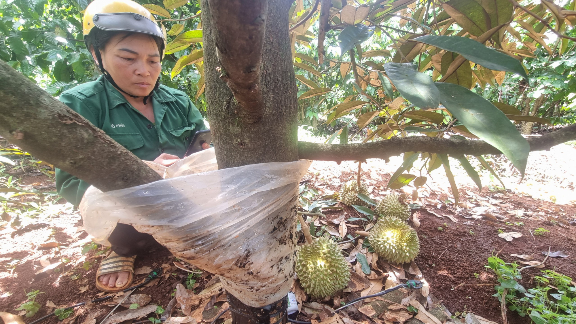 gia lai vuon sau rieng cua bi thu xa bi pha hoai thiet hai uoc tinh 100 trieu dong hinh 3