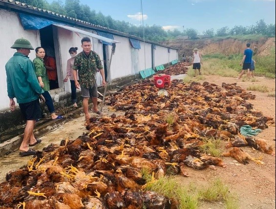 nguoi dan giai cuu gan 8000 con ga bi chet ngat o ha tinh hinh 1