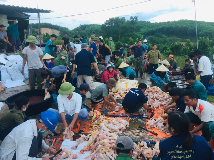 nguoi dan giai cuu gan 8000 con ga bi chet ngat o ha tinh hinh 2