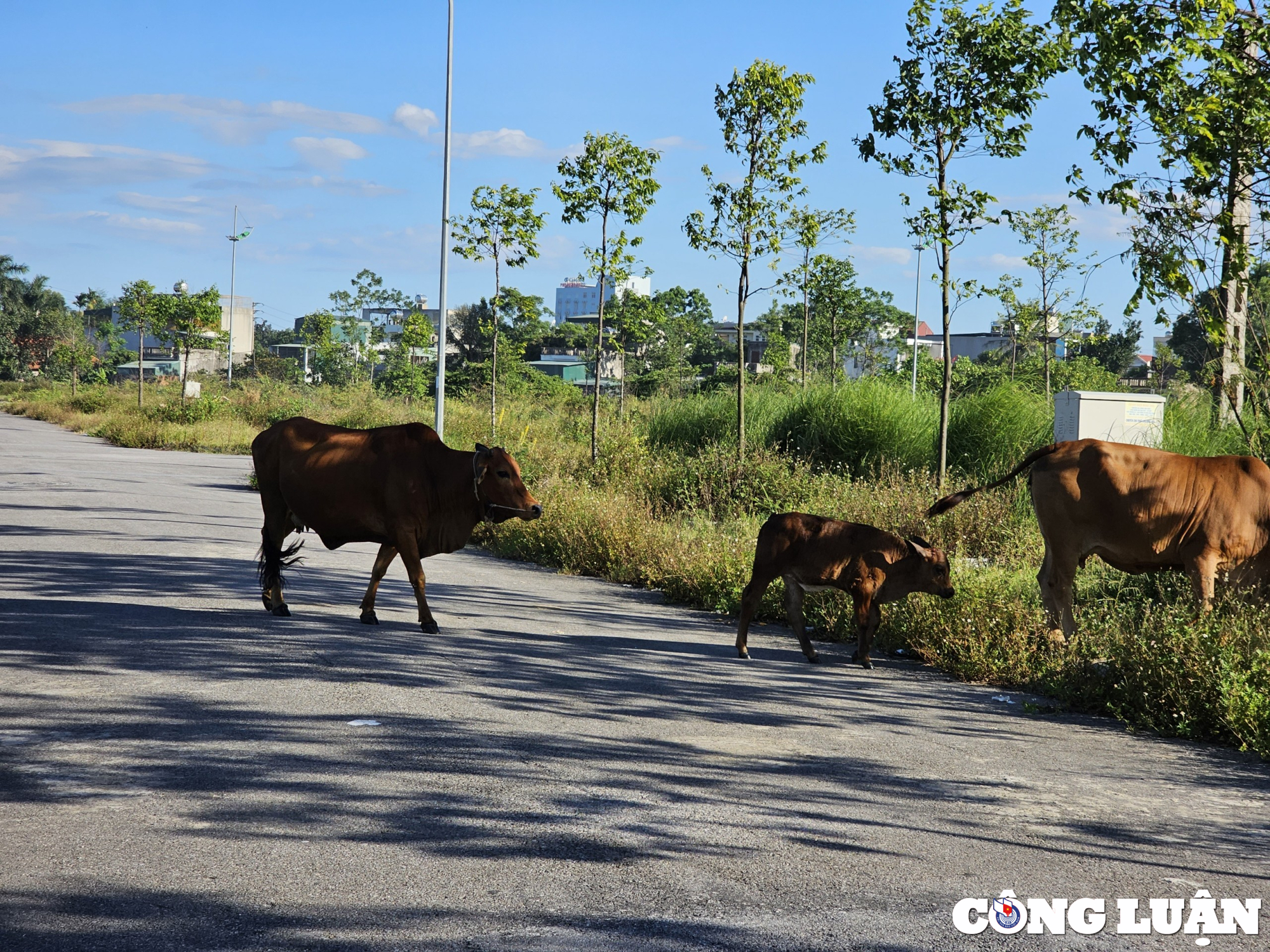 mat bang nghin ty nam cho nha dau tu giua long tp thanh hoa hinh 4