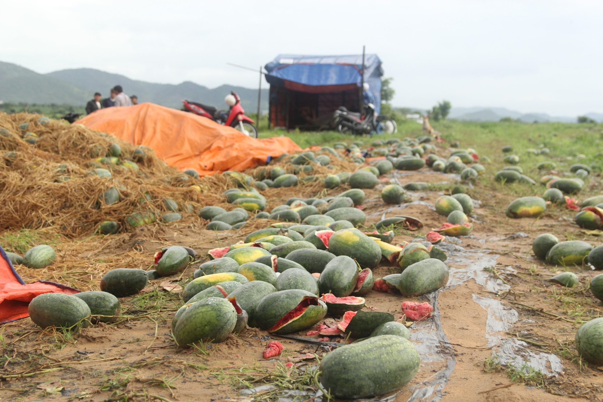 nong dan ngam ngui nhin canh dong dua bi ngap sau trong nuoc thiet hai hang ty dong hinh 1