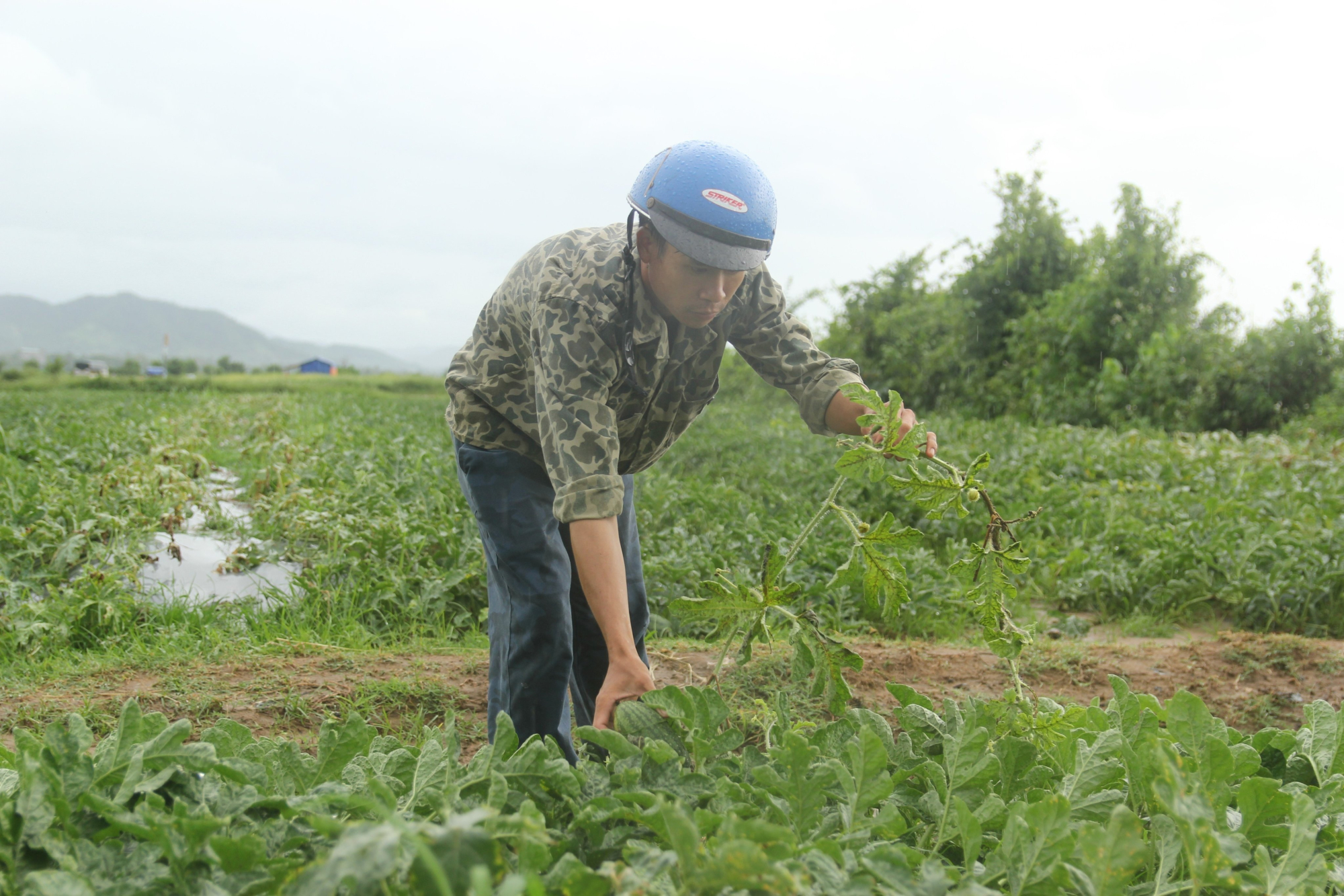 nong dan ngam ngui nhin canh dong dua bi ngap sau trong nuoc thiet hai hang ty dong hinh 3