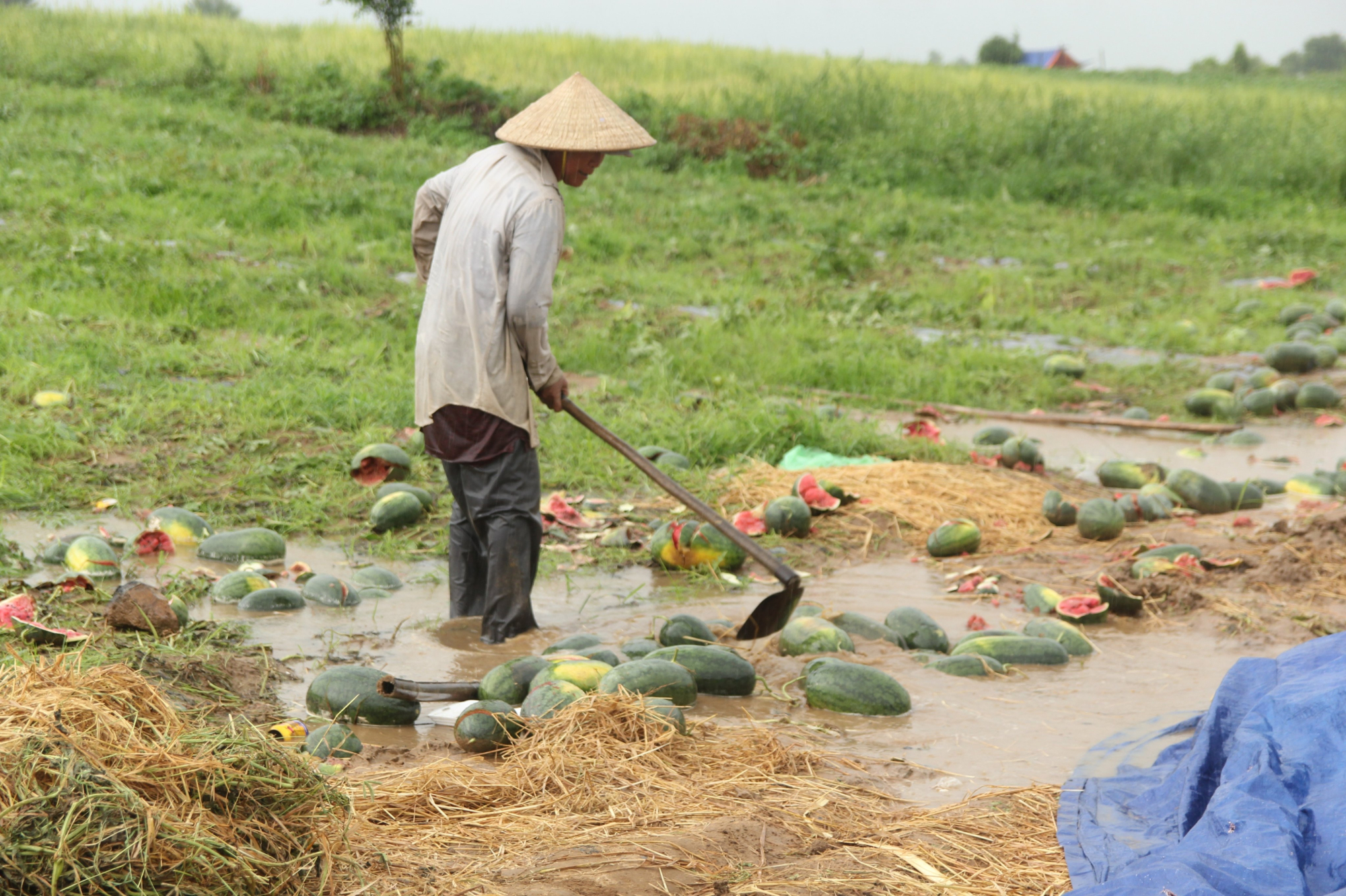 nong dan ngam ngui nhin canh dong dua bi ngap sau trong nuoc thiet hai hang ty dong hinh 4