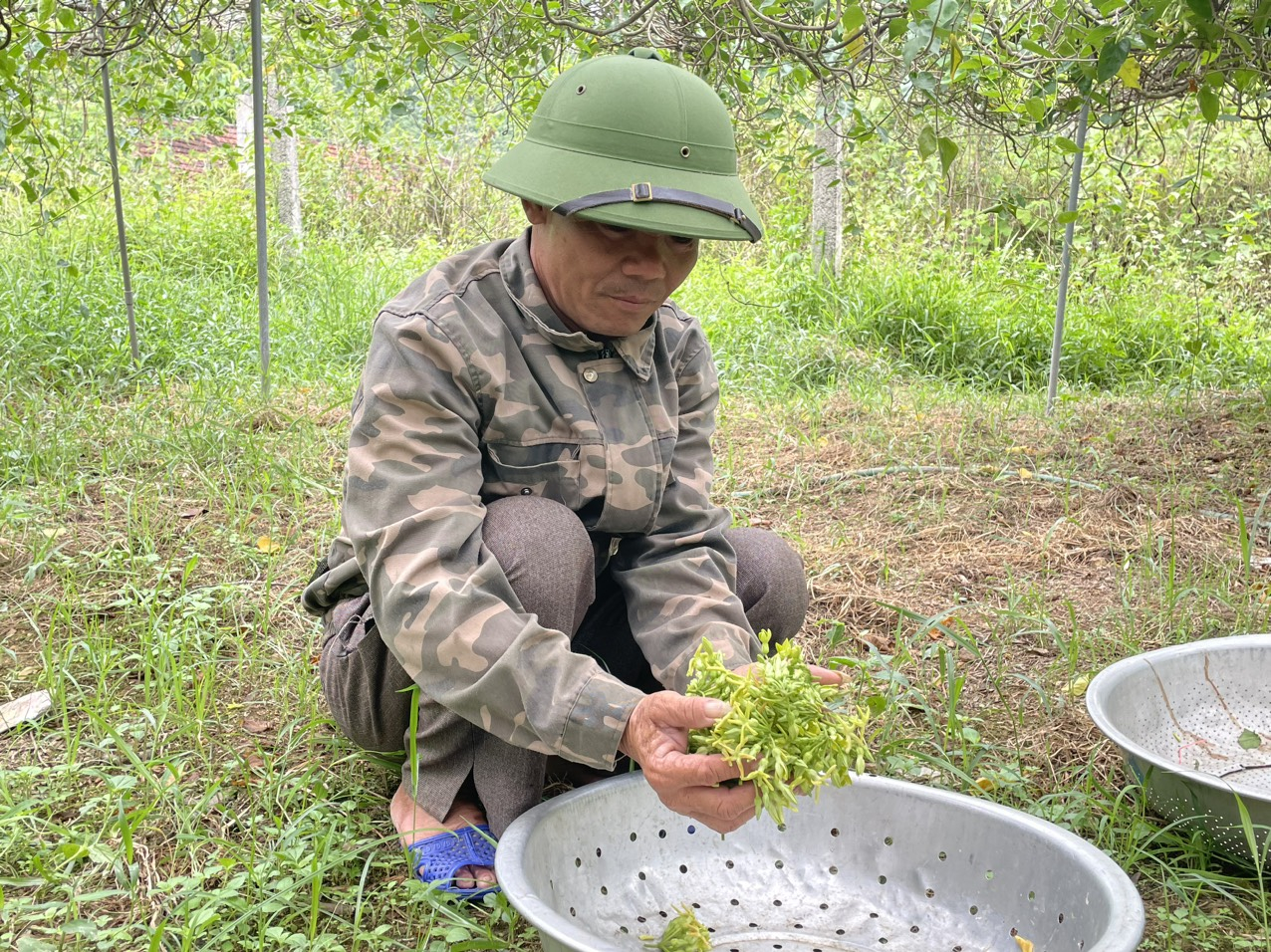 nong dan thu nhap cao nho cay hoa thoang huong thom hinh 2