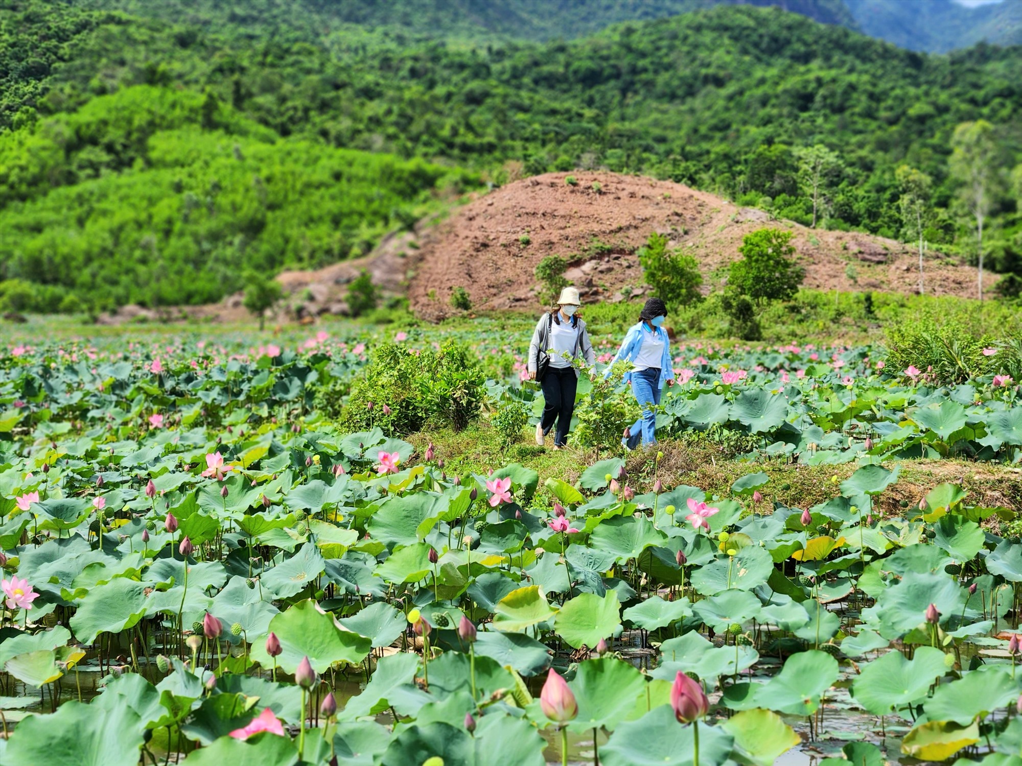 duy xuyen quang nam phat trien du lich xanh hut du khach dip 2 9 hinh 1