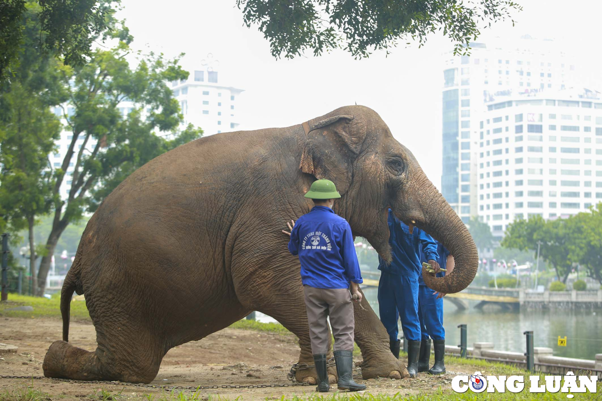 quy trinh cham soc huan luyen ca the voi o vuon thu ha noi ra sao hinh 12