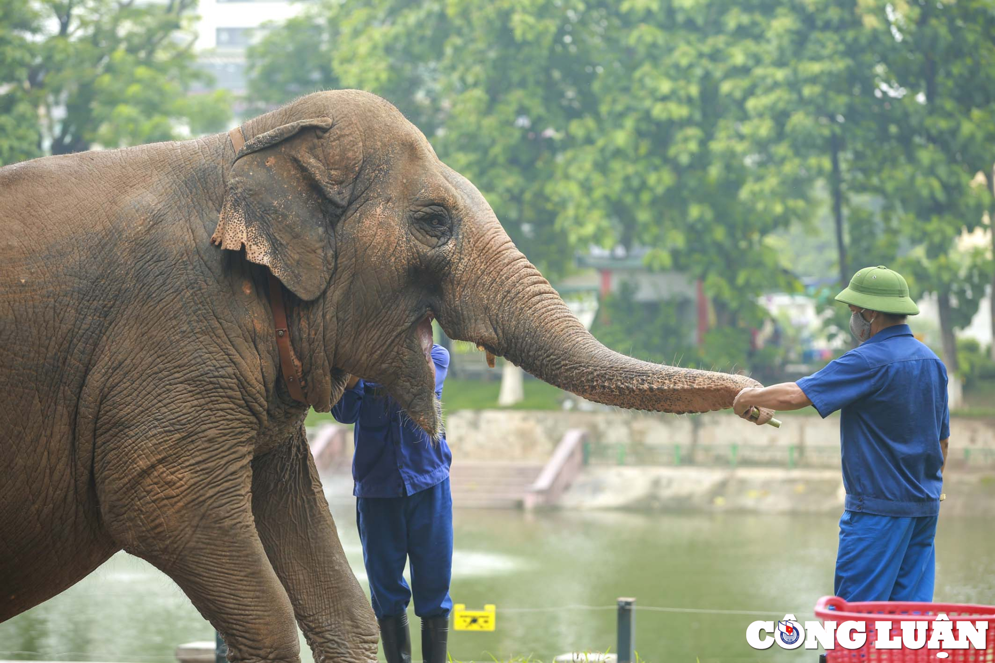 quy trinh cham soc huan luyen ca the voi o vuon thu ha noi ra sao hinh 13