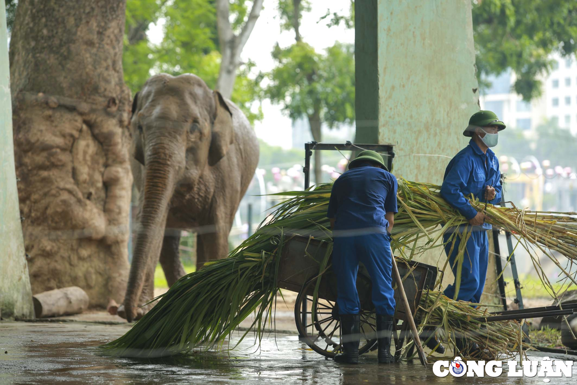 quy trinh cham soc huan luyen ca the voi o vuon thu ha noi ra sao hinh 9