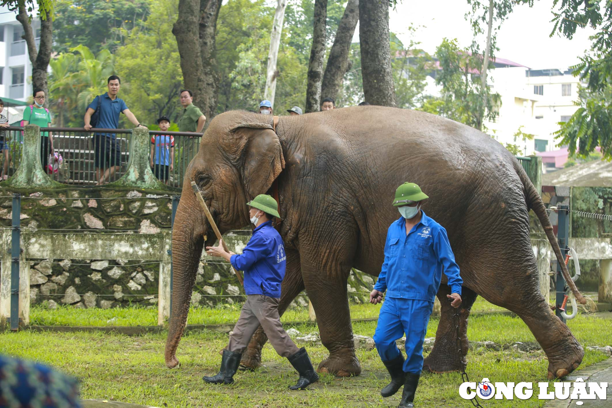 quy trinh cham soc huan luyen ca the voi o vuon thu ha noi ra sao hinh 7