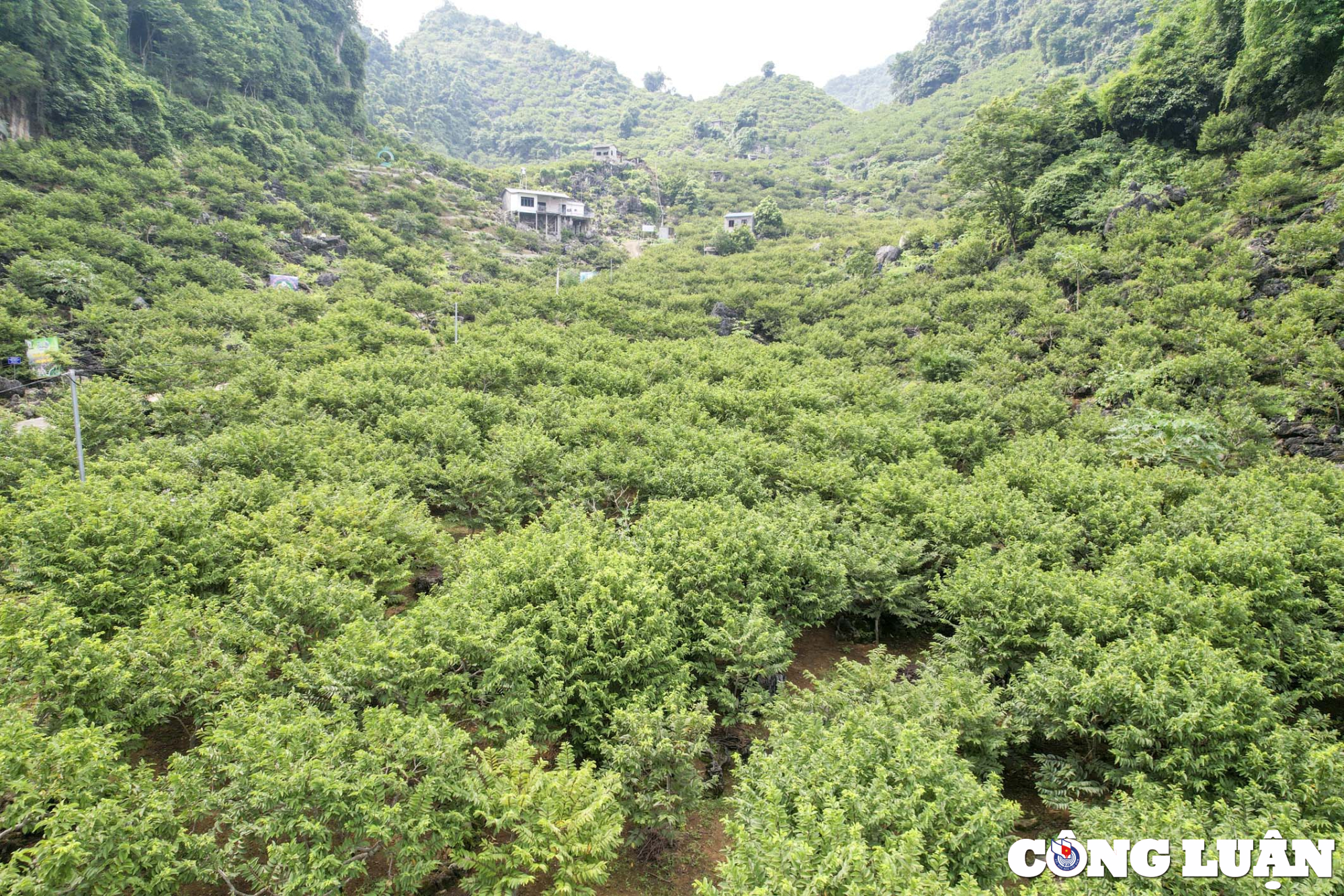 gia na chi lang cao hon nam ngoai nguoi dan van khong so e hinh 12