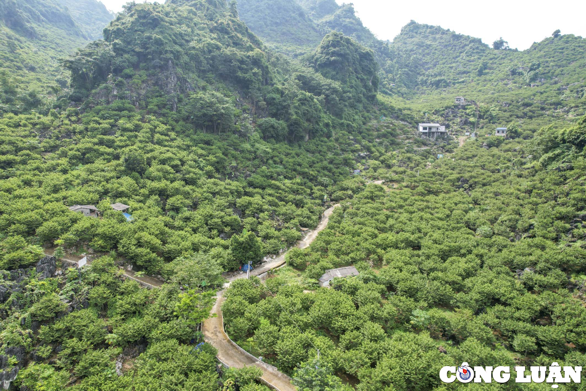 gia na chi lang cao hon nam ngoai nguoi dan van khong so e hinh 2